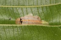 Phyllonorycter rajella