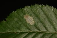 Phyllonorycter esperella