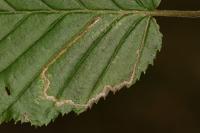 Stigmella microtheriella