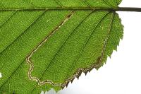 Stigmella microtheriella