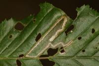 Stigmella microtheriella