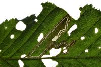 Stigmella microtheriella