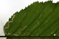 Stigmella microtheriella