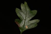 Phyllonorycter oxyacanthae