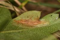 Phyllonorycter oxyacanthae