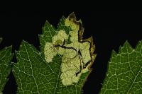 Stigmella regiella