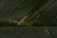 Phyllonorycter cerasicolella