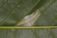 Phyllonorycter cerasicolella