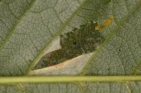 Phyllonorycter cerasicolella
