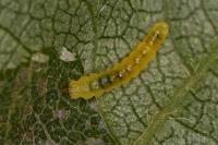 Phyllonorycter cerasicolella