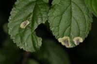 Stigmella plagicolella