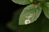Stigmella plagicolella