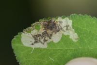 Stigmella plagicolella