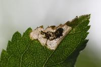 Stigmella plagicolella