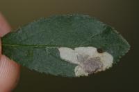 Stigmella plagicolella