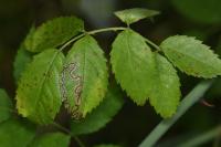 Stigmella anomalella