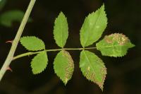 Stigmella anomalella