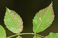 Stigmella anomalella