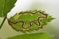 Stigmella anomalella