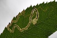 Stigmella anomalella