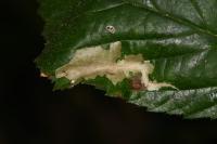 Coptotriche marginea