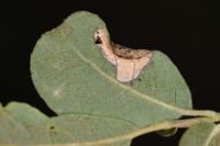 Phyllonorycter salictella