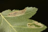 Phyllonorycter mespilella