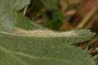 Phyllonorycter mespilella