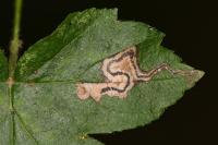 Stigmella hybnerella