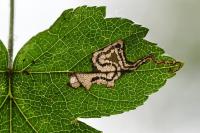 Stigmella hybnerella