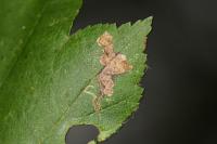 Stigmella hybnerella