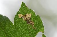 Stigmella hybnerella