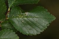 Phyllonorycter schreberella