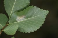 Phyllonorycter schreberella