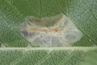 Phyllonorycter schreberella