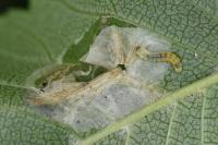 Phyllonorycter schreberella
