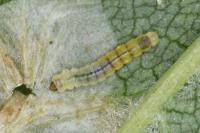 Phyllonorycter schreberella