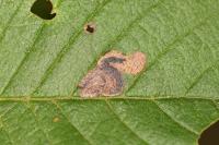 Stigmella viscerella