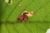 Stigmella viscerella