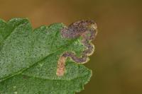 Stigmella viscerella