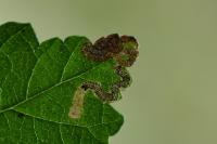 Stigmella viscerella