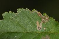 Stigmella ulmivora