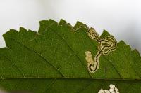 Stigmella ulmivora