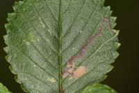 Stigmella ulmivora