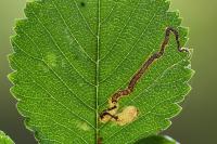 Stigmella ulmivora
