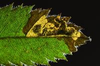 Ectoedemia atricollis