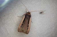 Ochropleura leucogaster