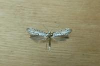 Yponomeuta padella