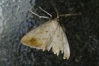 Evergestis extimalis
