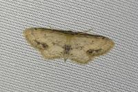 Idaea dimidiata